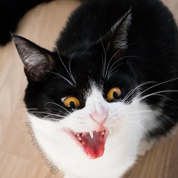 Meet Izzy, The Cat With The Funniest Facial Expressions That's Going