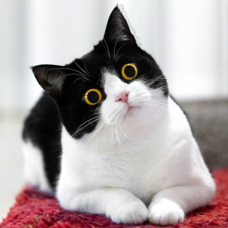 Meet Izzy, The Cat With The Funniest Facial Expressions That's Going 