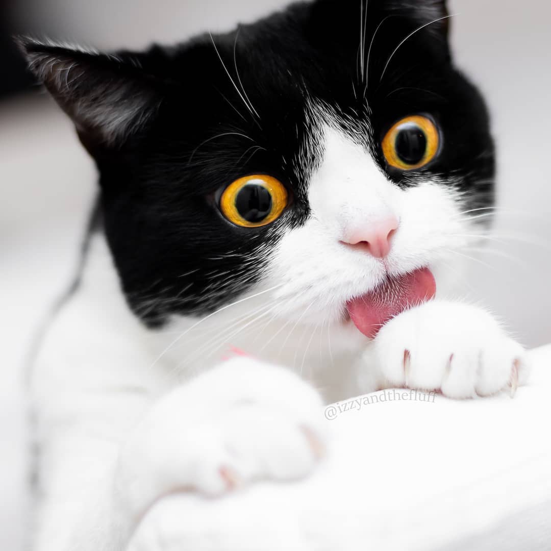 Meet Izzy The Cat With The Funniest Facial Expressions That S Going Viral On Instagram Page 4