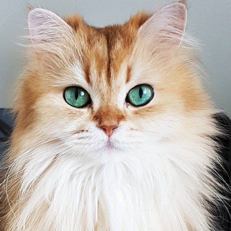 Meet Smoothie The Most Photogenic Cat In The World Who S Too Purrfect