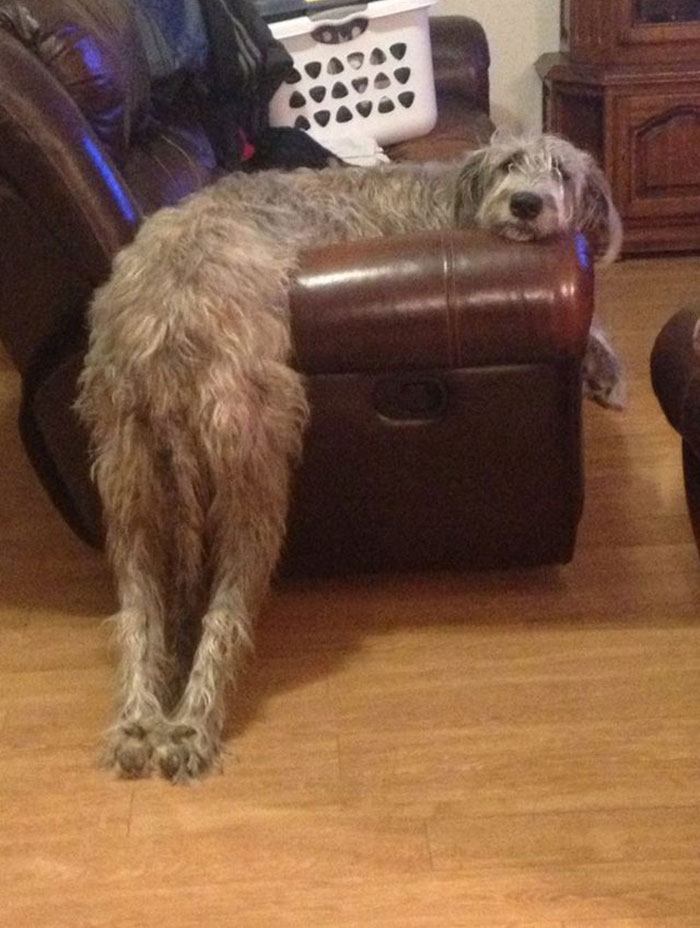 24 Funny Photos Proving That Irish Wolfhounds Are Just Adorable Clumsy