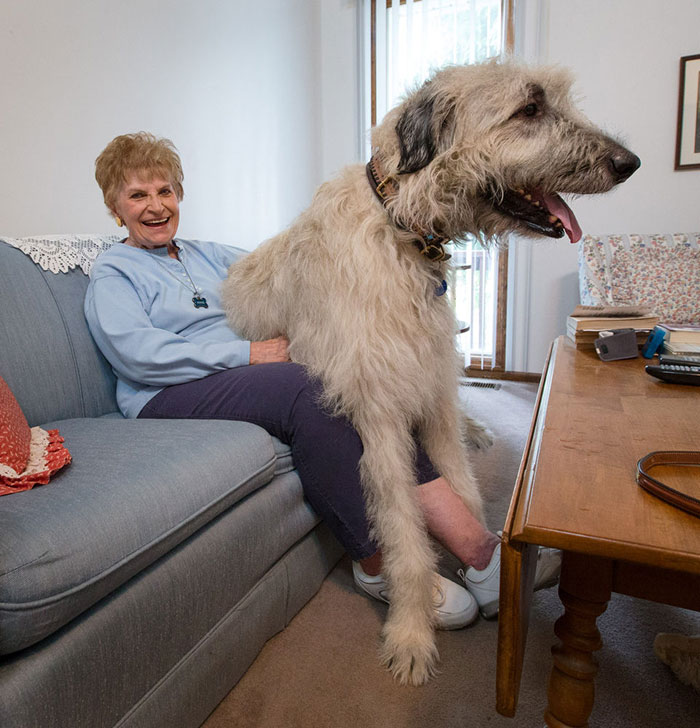 24 Funny Photos Proving That Irish Wolfhounds Are Just Adorable Clumsy