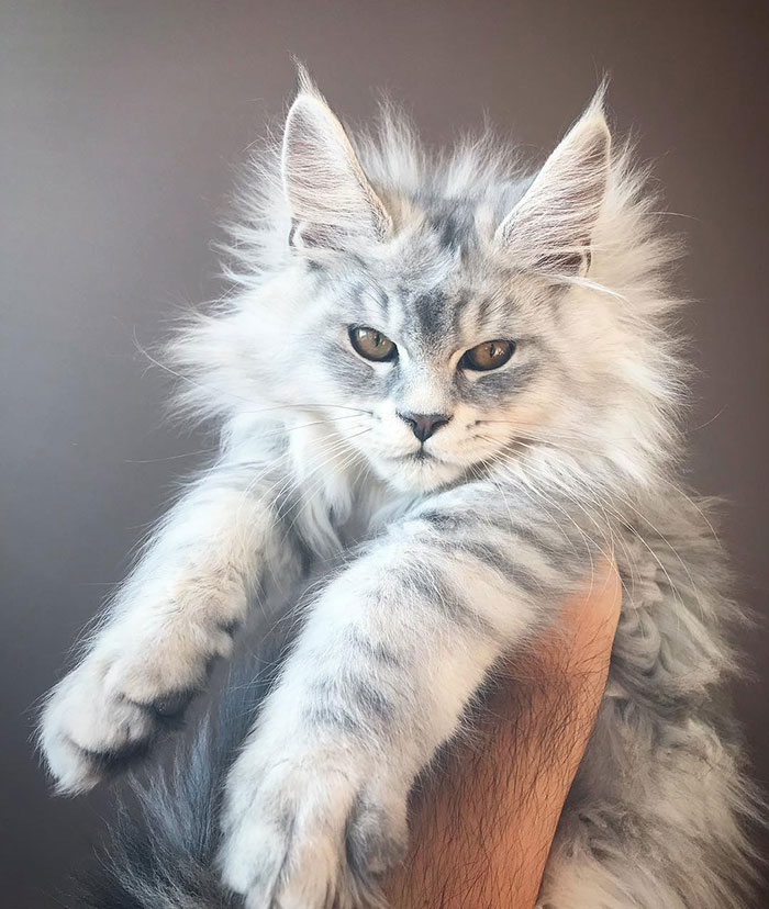 28 Tiny Maine Coon Kittens That Are Actually Giants In The Making
