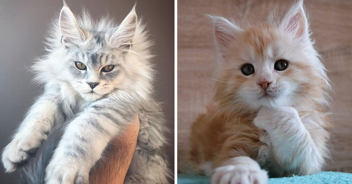 28 Tiny Maine Coon Kittens That Are Actually Giants In The Making