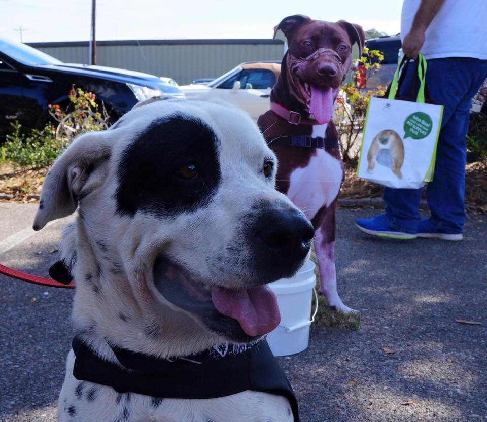 animal abuser who taped his dog"s mouth for 36 hours finally