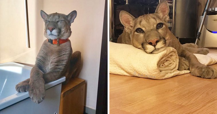 Meet Messi, The Rescue Puma Who Can't Be Released Into The Wild And
