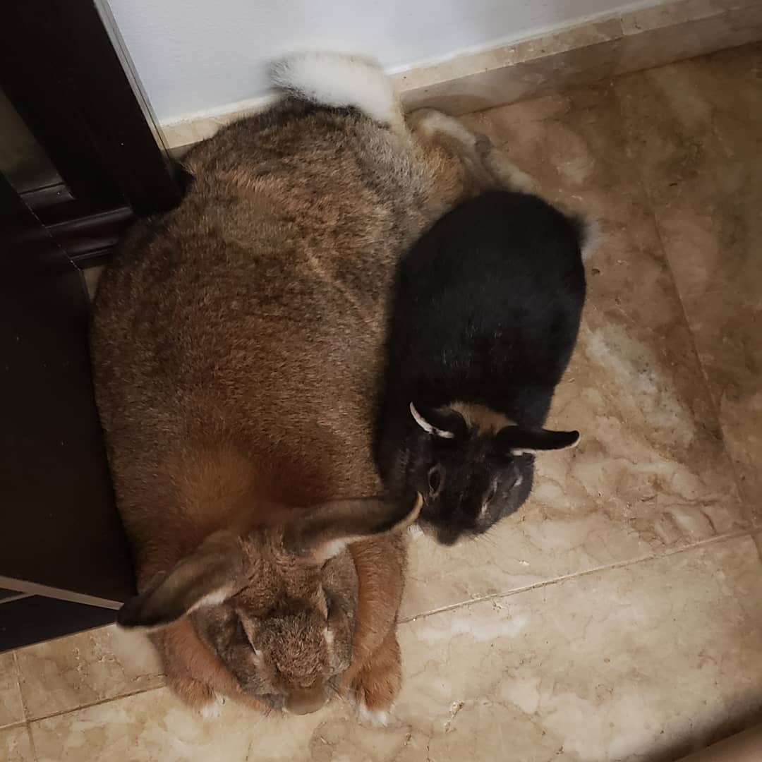 Tiny Dwarf Rabbit Is Obsessed With Girlfriend 4 Times His Size, And