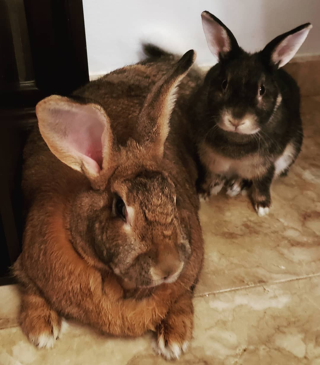 Tiny Dwarf Rabbit Is Obsessed With Girlfriend 4 Times His Size, And