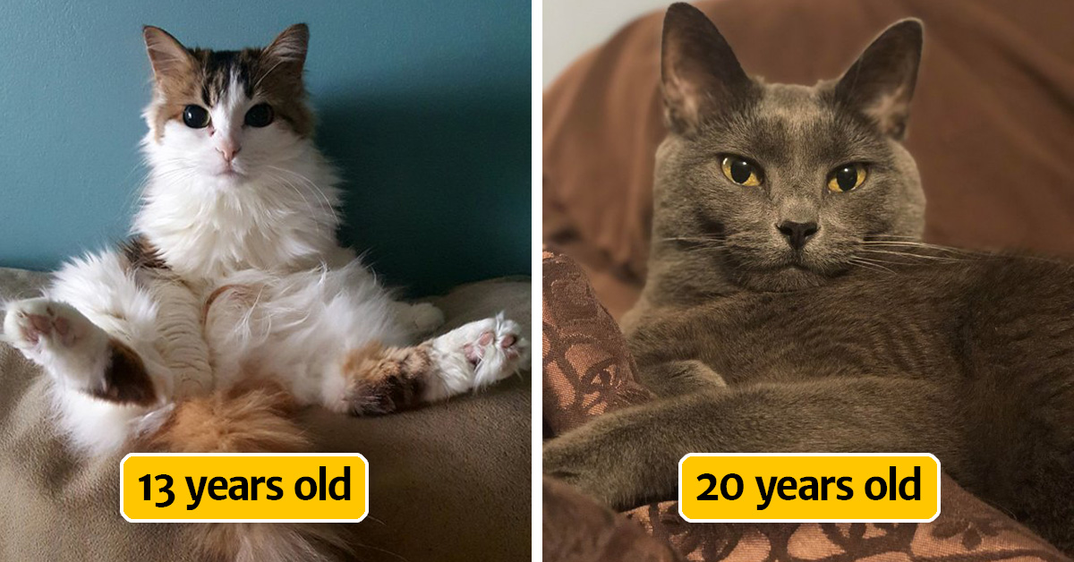 19 Gorgeous Senior Cats That Are Kittens Inside And Still Going Strong