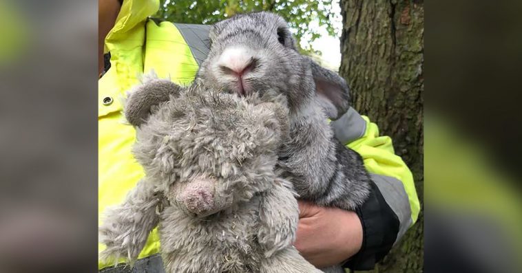 Abandoned Rabbit Found In A Box While Clinging To His Favorite