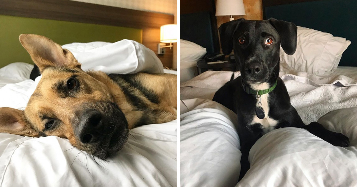 This Hotel Lets Guests Foster Dogs During Their Stay And Adopt Them Once They Leave
