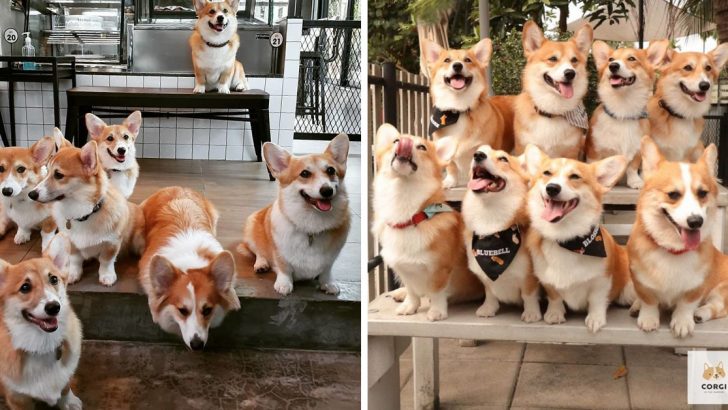 Japanese Bakery Makes Adorable Corgi Butt Buns Stuffed With Jam Or Custard