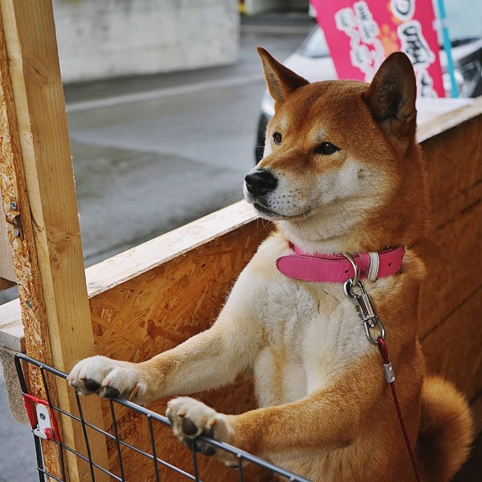 This Tiny Sweet Potato Stand In Japan Is “Managed” By An