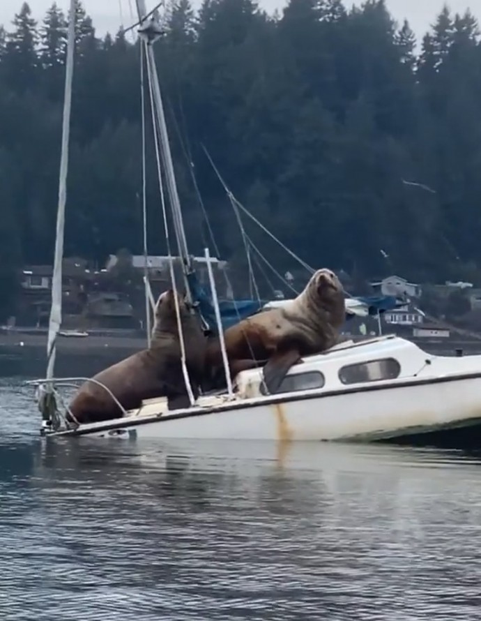 Video Of Two Huge Sea Lions Borrowing Someone Else's Boat Goes Viral