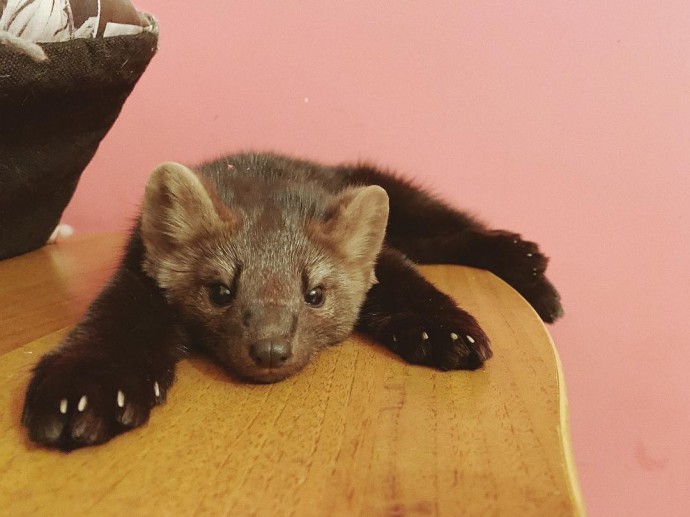 Meet Umora, The Adorable Sable Rescued From A Fur Farm The Internet Has