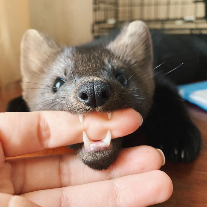 Meet Umora, The Adorable Sable Rescued From A Fur Farm The Has