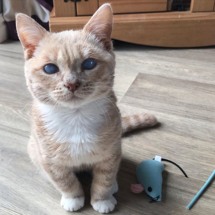 Meet Munchie, The Tiny Cat With Dwarfism That Will Look Like A Kitten