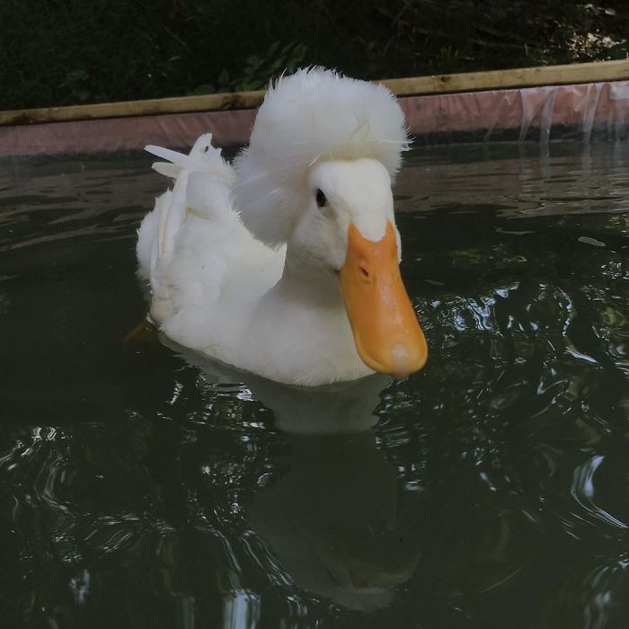 16 Funny Photos Of Ducks With Glorious Grandpa Hair