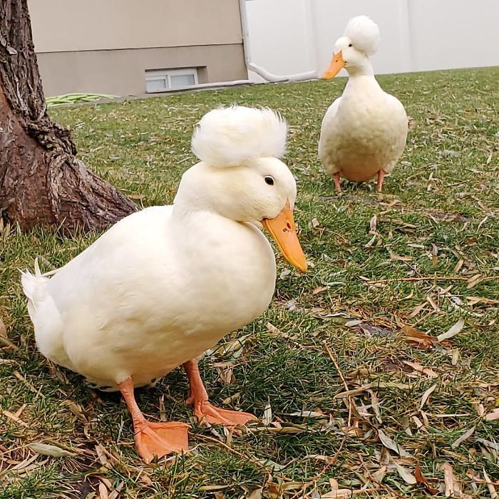 16 Funny Photos Of Ducks With Glorious Grandpa Hair