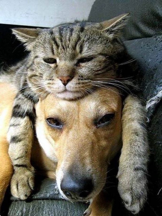 21 Adorable Photos Of Dogs And Cats Who The "Rules" And Fell In