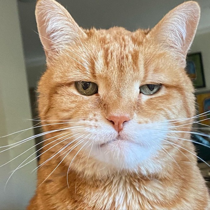 meet marley, the permanently disappointed cat who