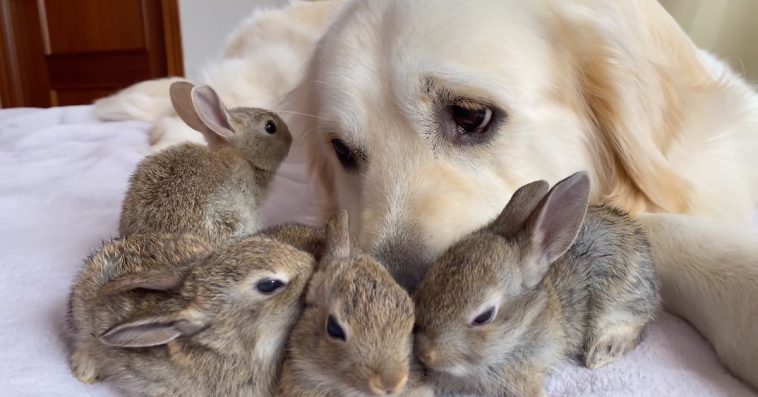 These 4 Baby Bunnies Think This Golden Retriever Is Their Dad And