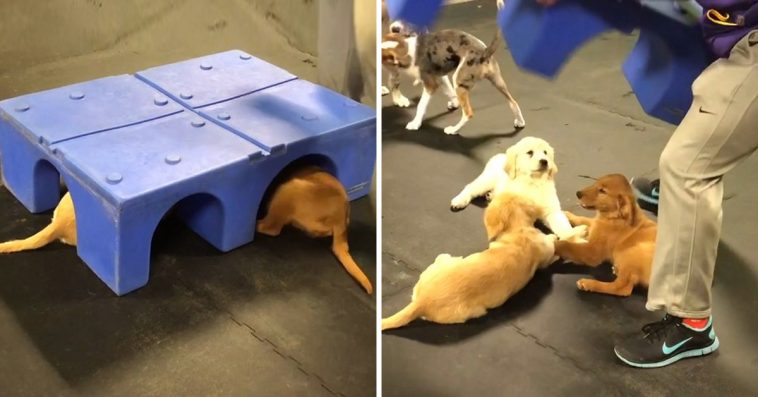 doggy daycare for puppies