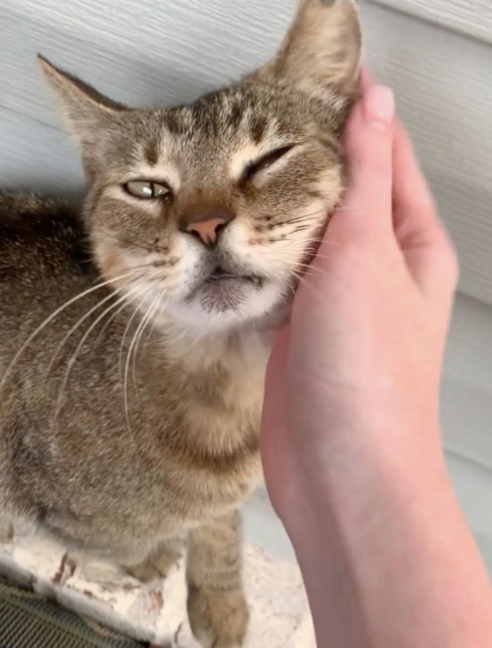 Stray Cat Mom Becomes Friends With A Couple And Brings Them Her Kitten