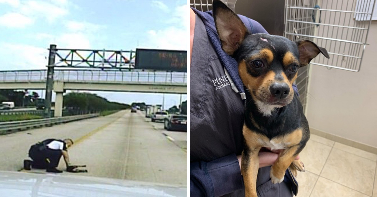 Hero Officer Ran Onto Busy Interstate To Save A Dog That Was Hit By A Car