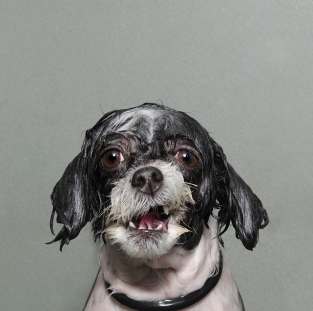 bathing-dogs-portraits-10