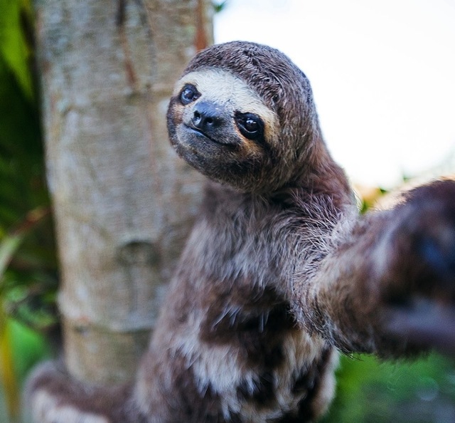 The 23 funniest pictures of animals posing for a selfie