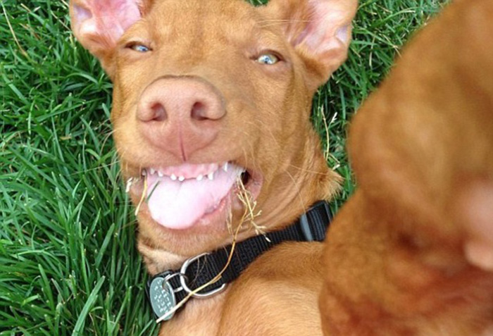 The 23 funniest pictures of animals posing for a selfie