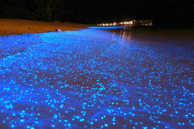 bioluminescent-beach-2