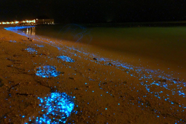 bioluminescent-beach-5
