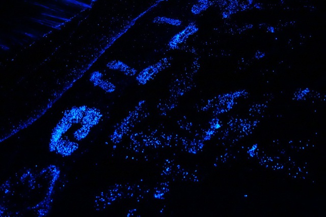 bioluminescent-beach-6