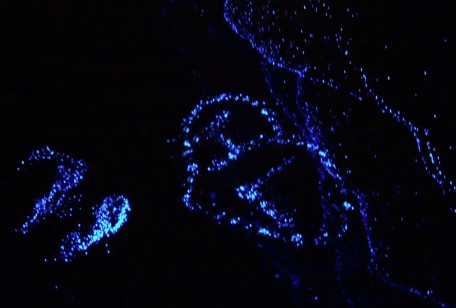 bioluminescent-beach-8