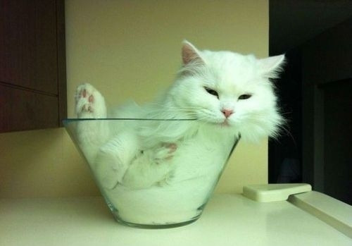 cats-are-liquid-3