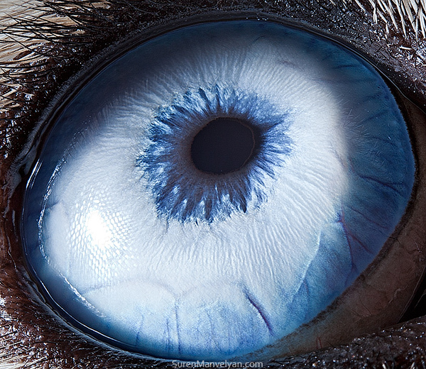 eyes-of-animals-close-ups-12