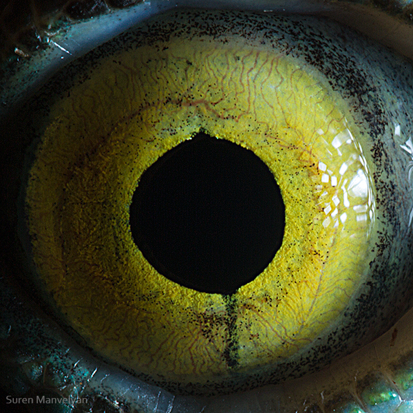 eyes-of-animals-close-ups-17