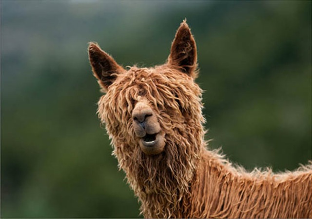 hilarious-alpaca-hairstyles-17