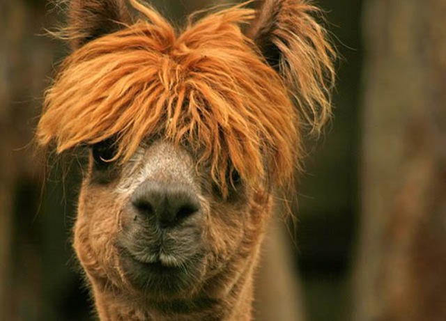 hilarious-alpaca-hairstyles-20