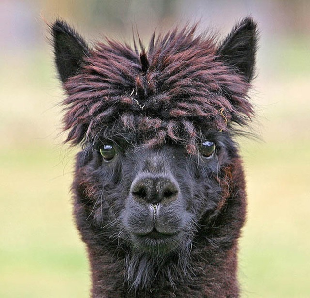 hilarious-alpaca-hairstyles-21