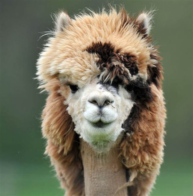hilarious-alpaca-hairstyles-5