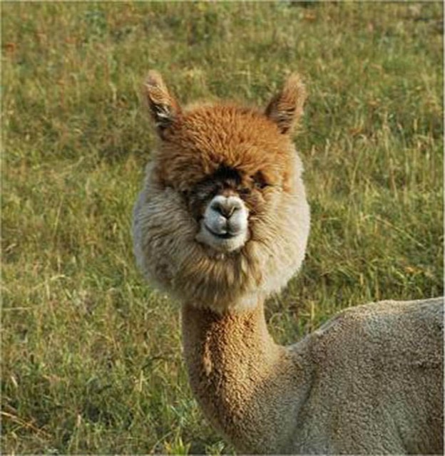 hilarious-alpaca-hairstyles-9