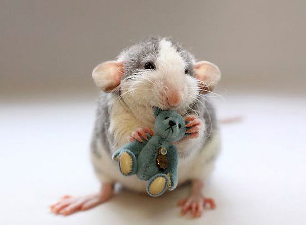 rats-with-teddy-bears-1