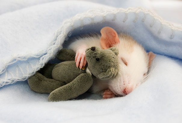 rats-with-teddy-bears-12