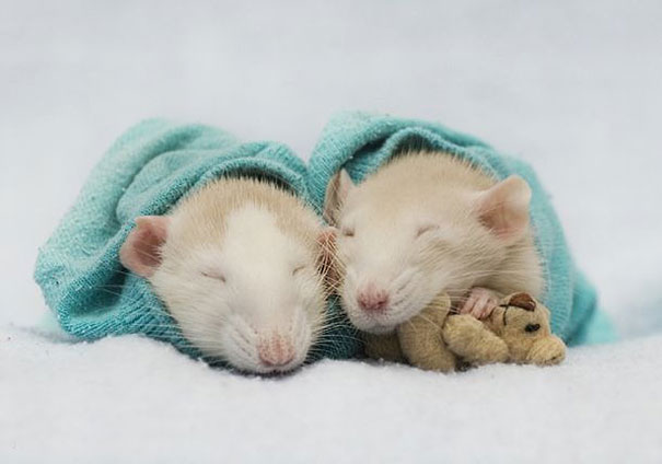 rats-with-teddy-bears-4