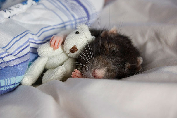 rats-with-teddy-bears-5