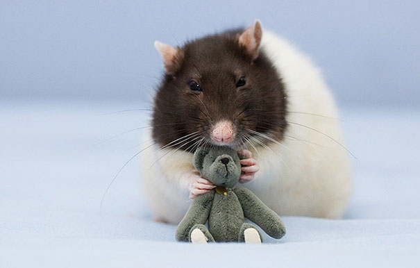 rats-with-teddy-bears-8