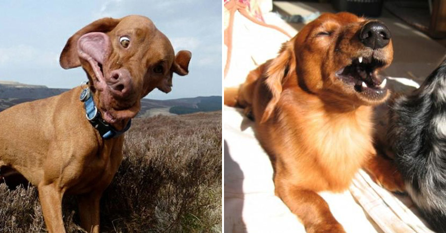 The 23 Funniest Photos Of Cats And Dogs Caught Mid Sneeze The 7 Made Me Laugh So Hard